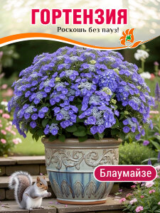 Гортензия Блаумайзе (крупнолистная) Гортензия Блаумайзе (крупнолистная)