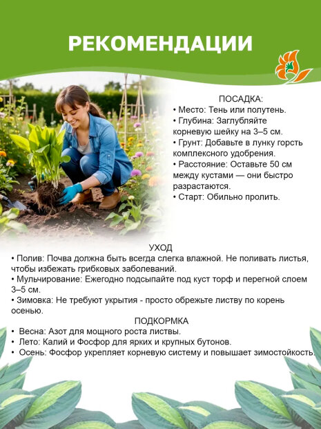 Хоста Фёст Фрост