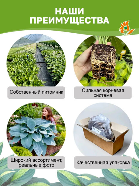 Хоста Фёст Фрост