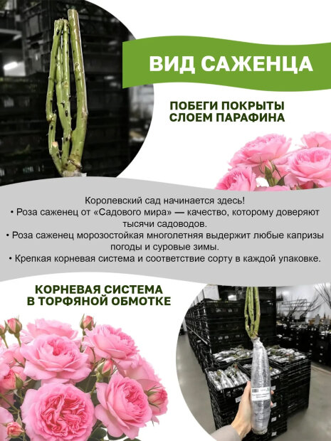 Роза Байландо (флорибунда)