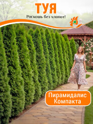 Туя Пирамидалис Компакта Туя Пирамидалис Компакта