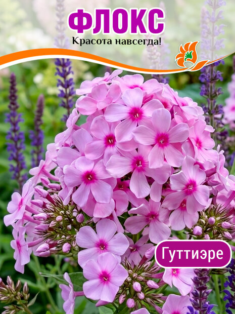 Флокс Гуттиэре