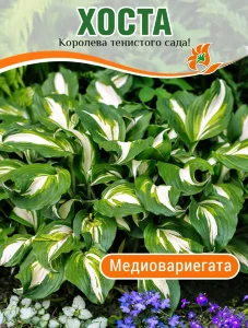 Хоста Медиовариегата Хоста Медиовариегата