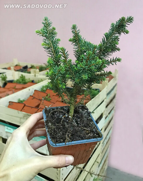 Ель Карел (сербская)