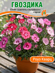Гвоздика Роуз Кварц Гвоздика Роуз Кварц