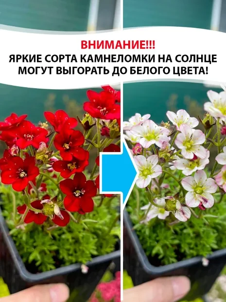 Камнеломка Розеа, Арендса