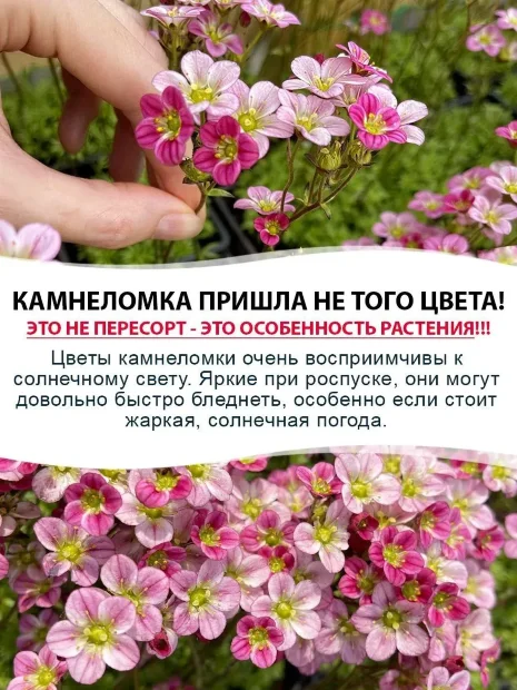 Камнеломка Розеа, Арендса