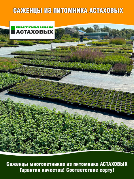 Камнеломка Розеа, Арендса