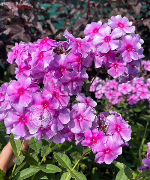 Флокс Виринея