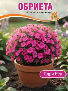 Обриета Одри Ред