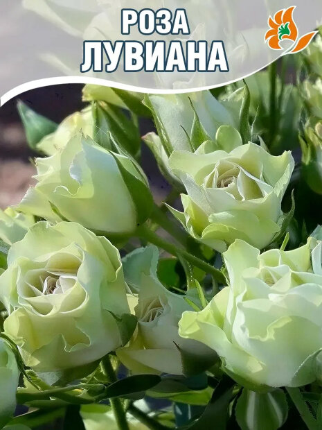 Роза Лувиана 