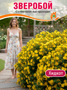 Зверобой Хидкот (кустарниковый)