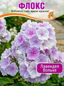 Флокс Лавендел Вольке Флокс Лавендел Вольке
