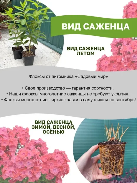 Флокс Лавендел Вольке