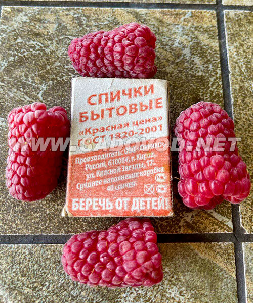 Малина Пшехиба