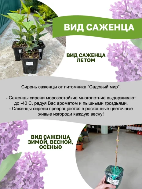 Сирень Федерико Гарсиа Лорка (обыкновенная) саженцы 