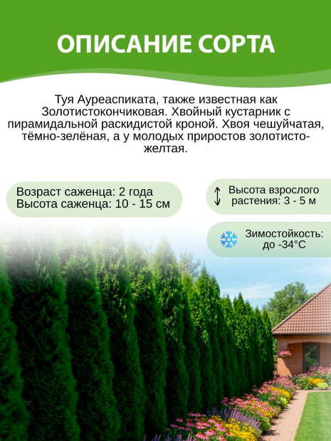 Туя Ауреаспиката (западная)