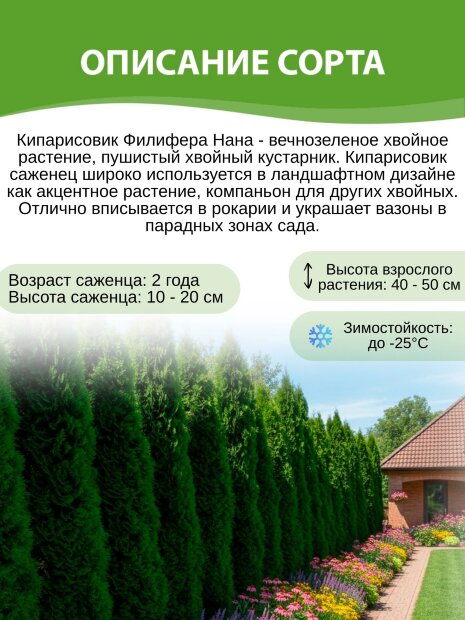Кипарисовик Филифера Нана