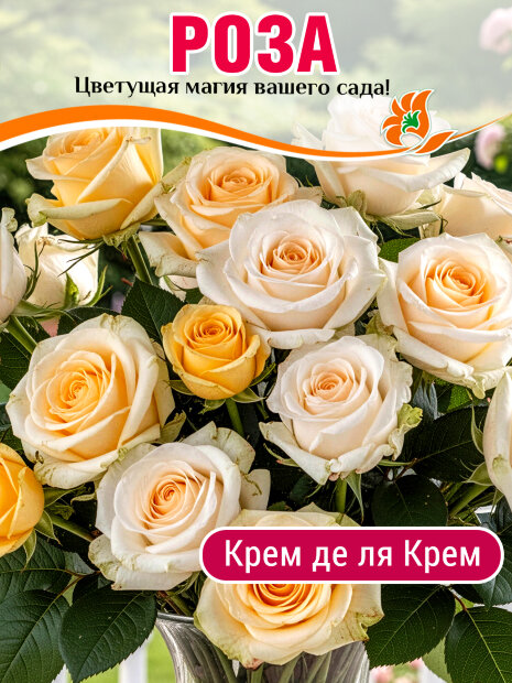 Роза Крем да ля Крем (флорибунда)