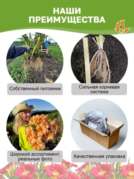 Лилейник Грейп Щербет 