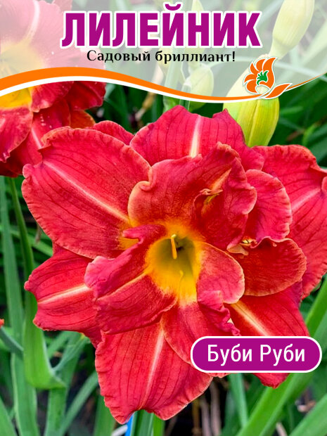 Лилейник Буби Руби