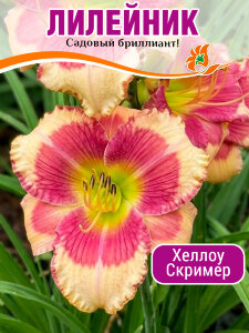 Лилейник Хеллоу Скример Лилейник Хеллоу Скример
