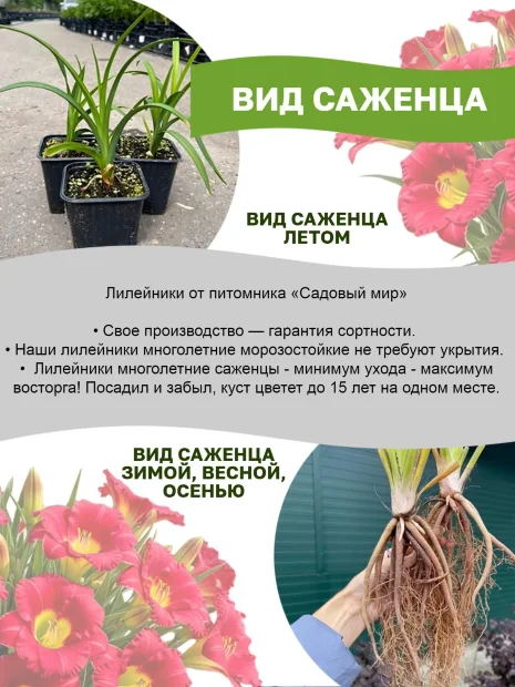 Лилейник Чиз энд Вайн