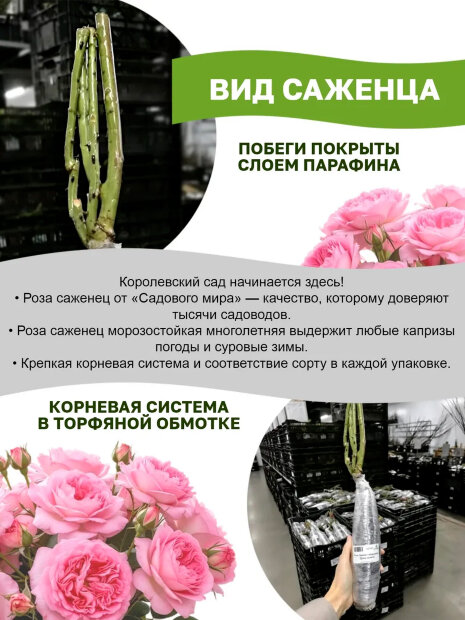 Роза Айсфогель