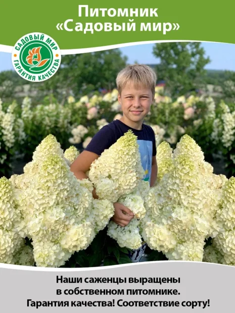 Пузыреплодник Дартс Голд (калинолистный) саженцы 
