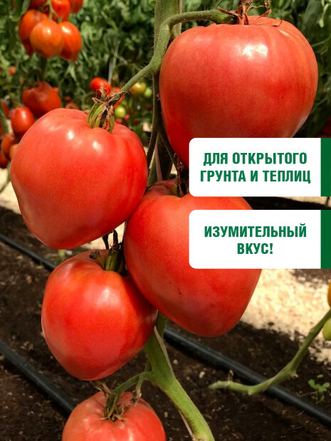 Томат Абаканский розовый семена 