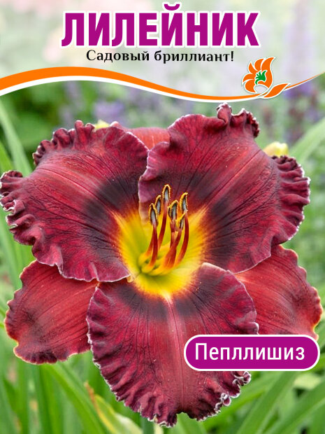 Лилейник Пёпллишиз