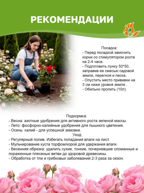 Роза Мисаки (Принцесса Мисаки)