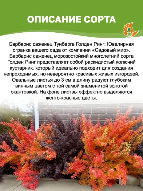 Барбарис Голден Ринг (Тунберга)  саженцы 