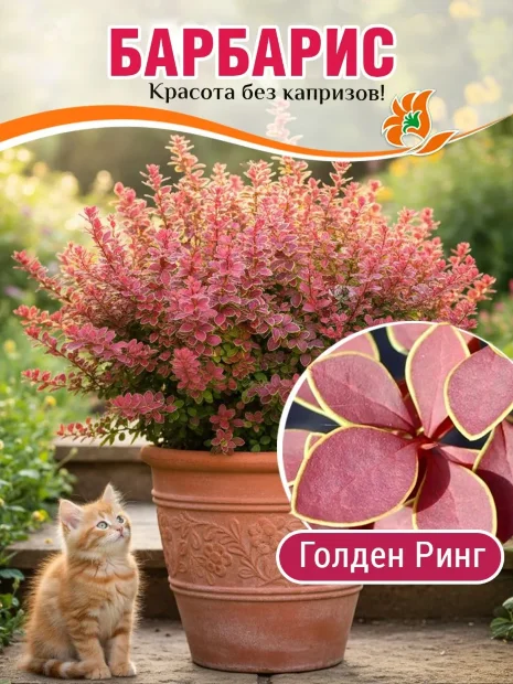 Барбарис Голден Ринг (Тунберга)  саженцы 