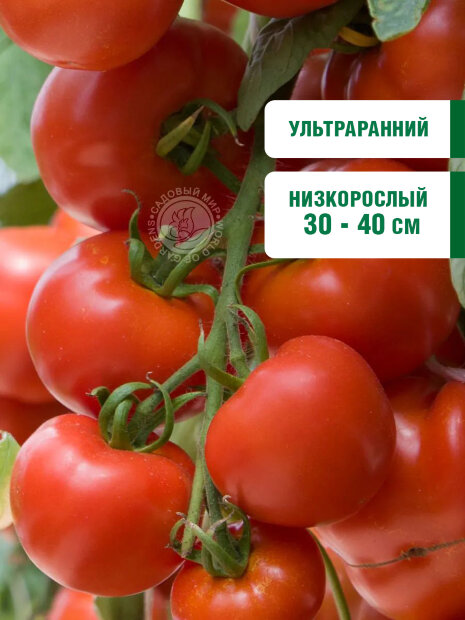 Томат Ранняя Пташка семена 