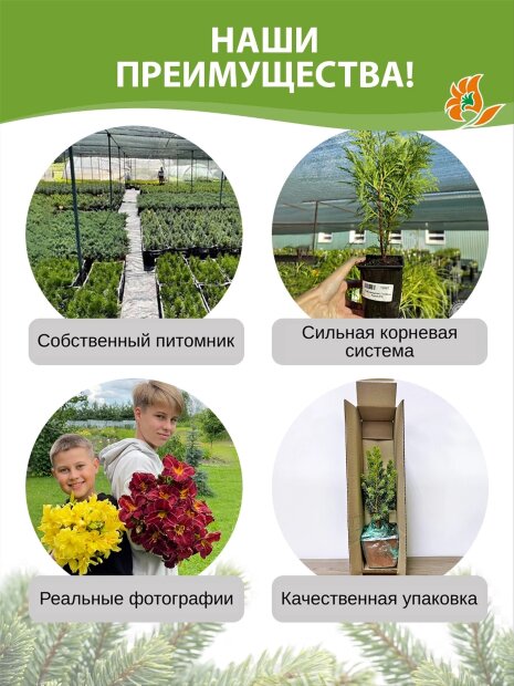 Сосна Мугус (горная)