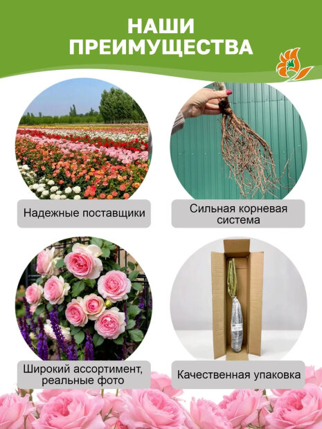 Роза Тэсс 
