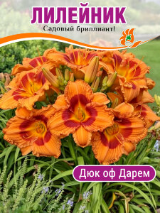 Лилейник Дюк оф Дарем Лилейник Дюк оф Дарем