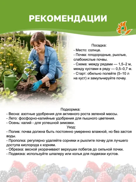 Малина Терентий саженцы 