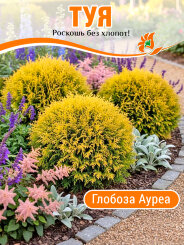 Туя Глобоза Ауреа