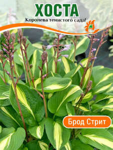 Хоста Брод Стрит Хоста Брод Стрит