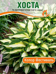 Хоста Колор Фестиваль Хоста Колор Фестиваль