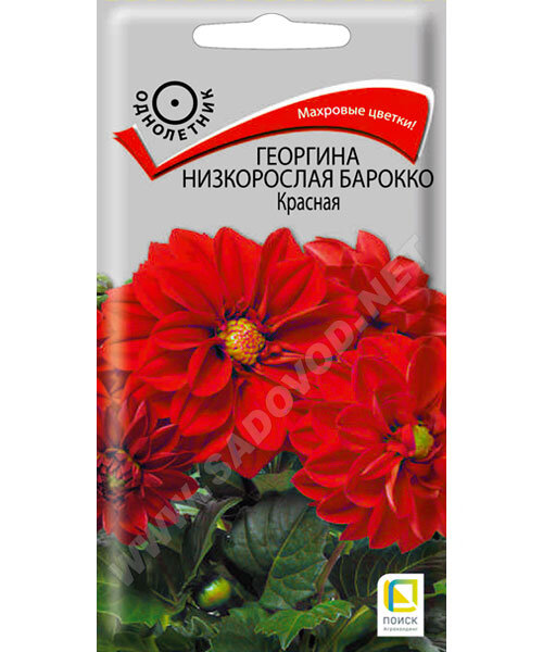 Георгина низкорослая Барокко Красная семена