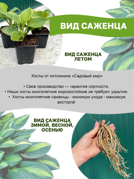 Хоста Унивитата