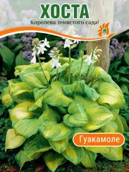 Хоста Гуакамоле