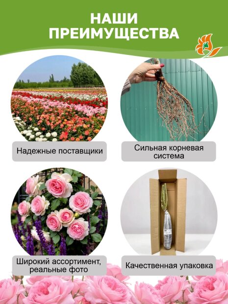 Роза Мидсаммер