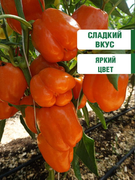 Перец сладкий Оранжевый Бочонок семена 