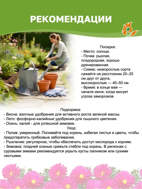 Астра Аден