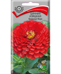 Цинния изящная Кровавая Мэри