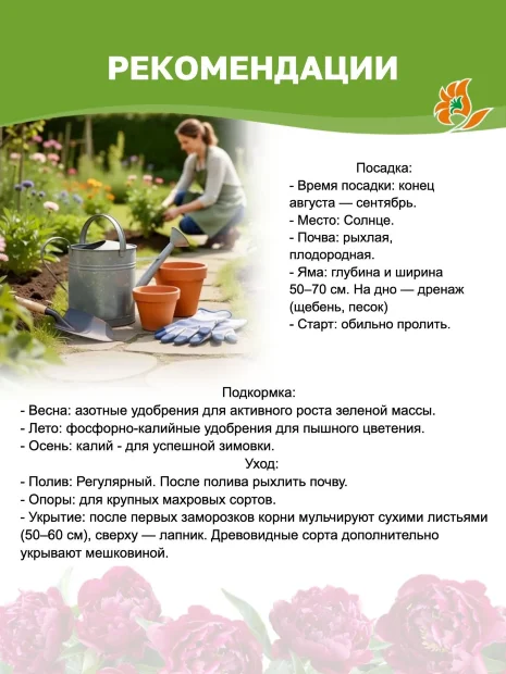 Пион Вайт Тауэрс (травянистый)